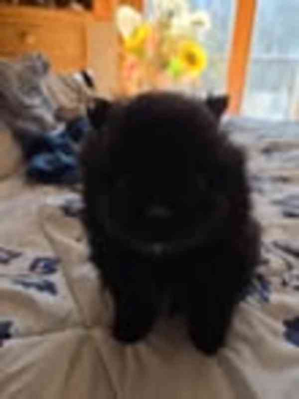 Pomeraniáni na prodej. - foto 2