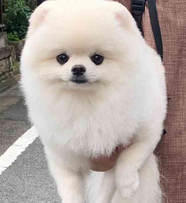 Pomeraniáni na prodej.