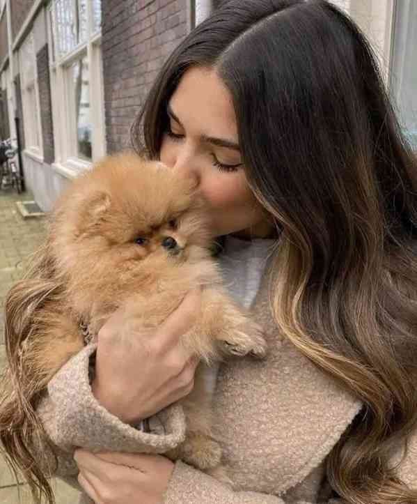 Pomeraniáni na prodej. - foto 3