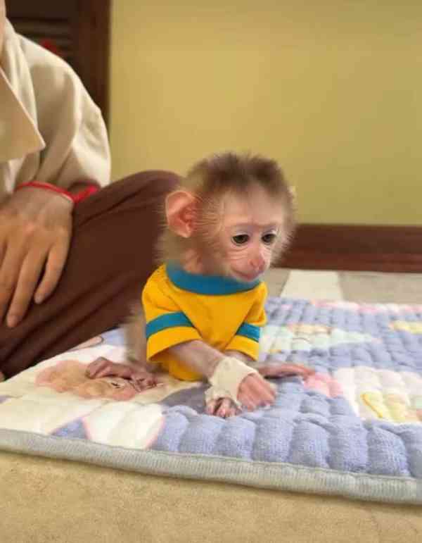 🎄 Rozkošné kapucínské opice - foto 1