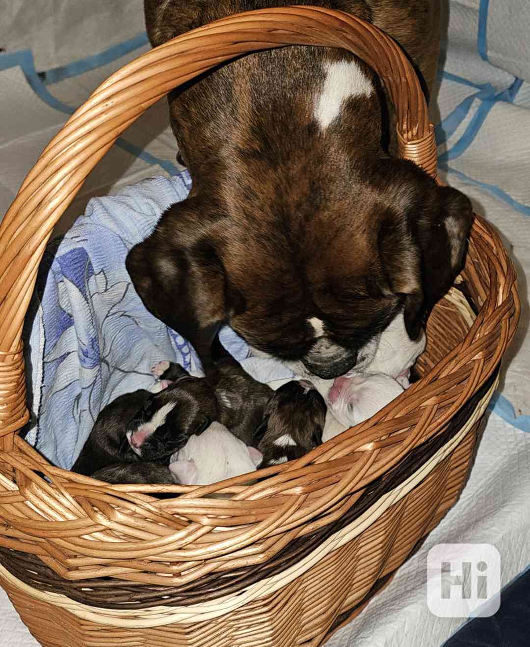 Nemecký boxer, krátky chvost  - foto 1