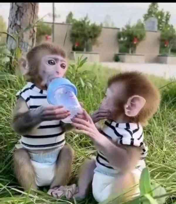 K dispozici kapucínské opice - foto 1