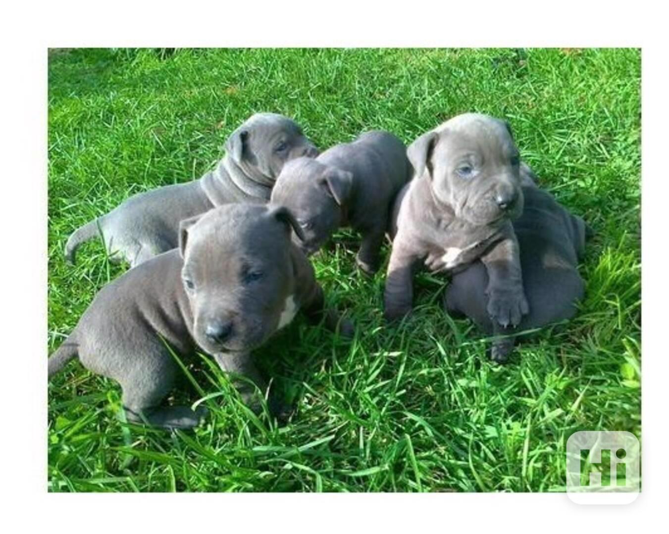 Štěňata amerického pitbulteriéra s modrou linií - foto 1