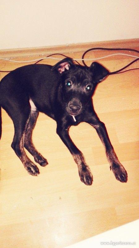 Daruji štěně - foto 1