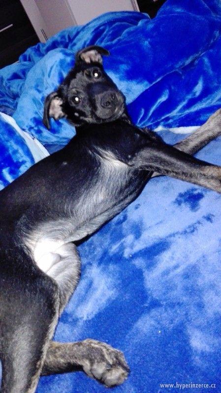 Daruji štěně - foto 2