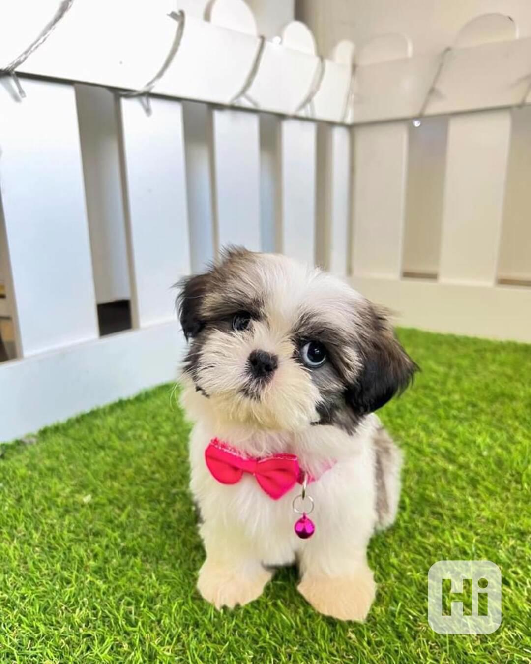 štěňata shih-tzu - foto 1