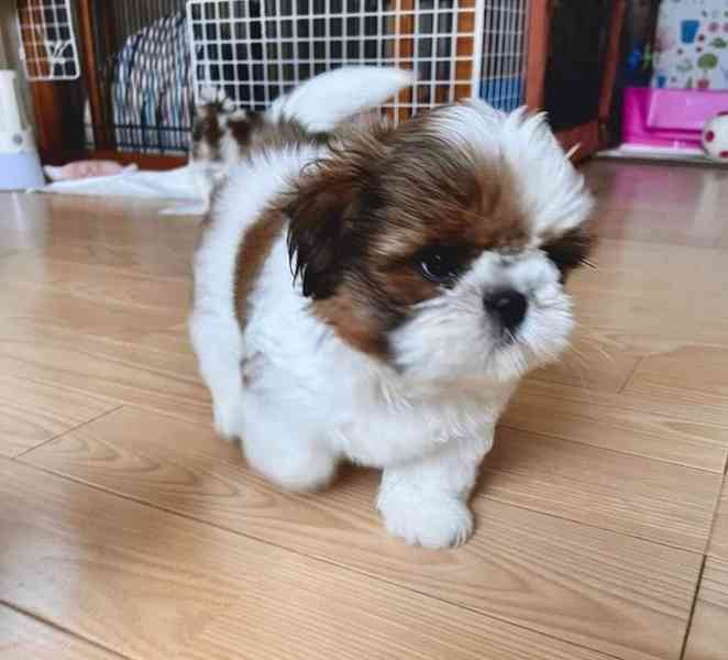 štěňata shih-tzu - foto 2