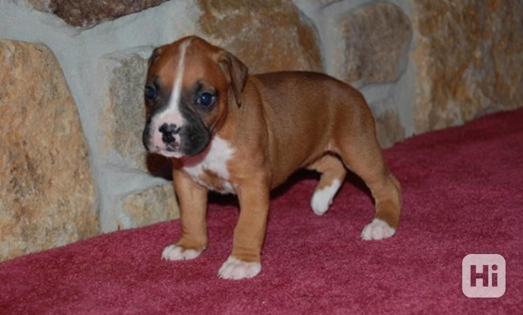 Nádherná štěňátka boxerů - foto 1