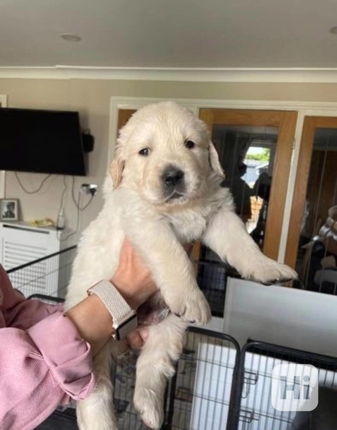 Zdravá štěňata zlatého retrívra jsou připravena k odběru - foto 1