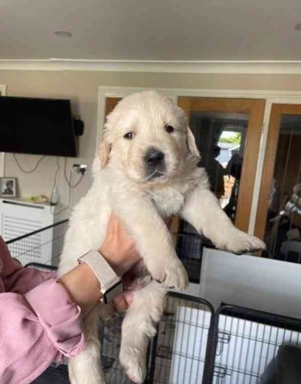 Zdravá štěňata zlatého retrívra jsou připravena k odběru - foto 1