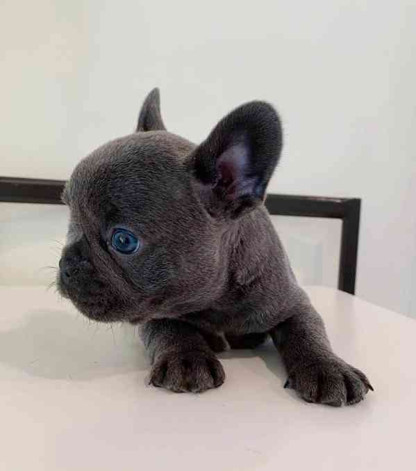  Zdarma Dobře vycvičená štěňata francouzského buldočka  