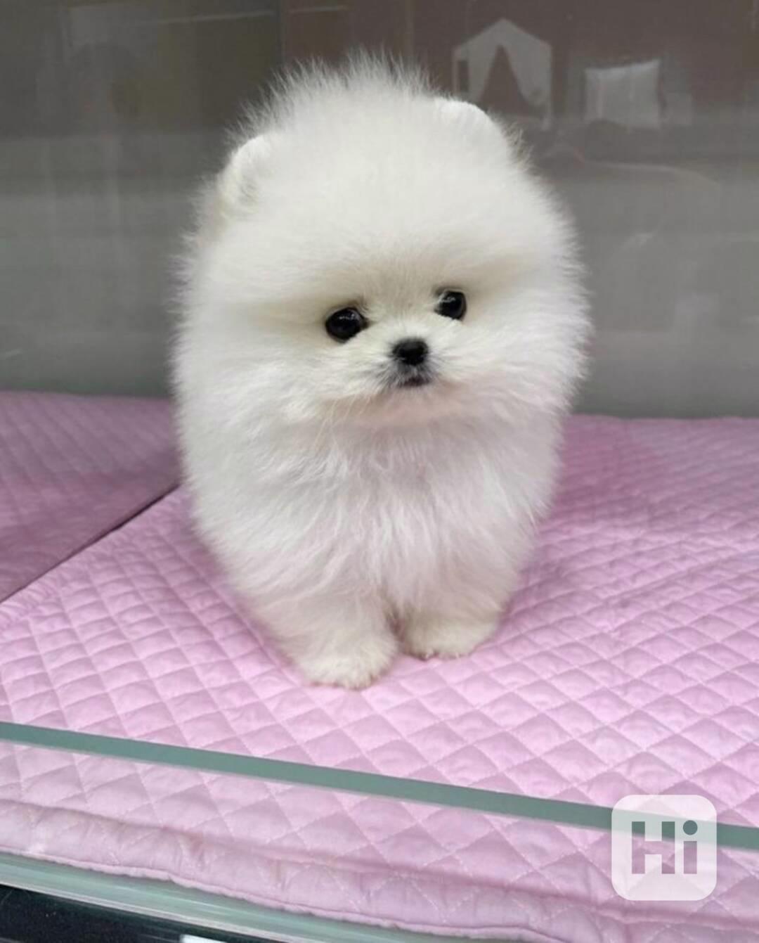  Rozkošná bezplatná štěňata pomeranianů na dárek   - foto 1