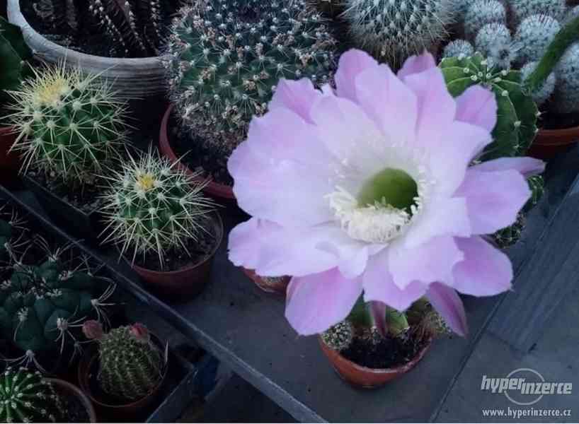 Kaktusy a sukulenty - levně rozprodám sbírku kaktusů - foto 1