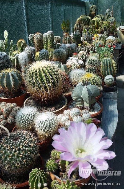Kaktusy a sukulenty - levně rozprodám sbírku kaktusů - foto 2