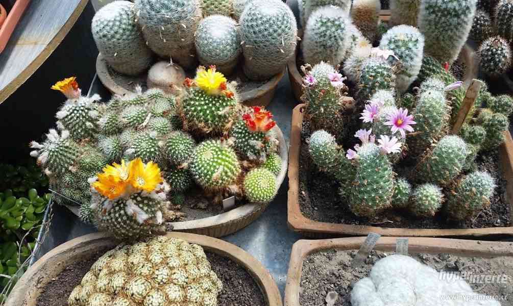 Kaktusy a sukulenty - levně rozprodám sbírku kaktusů - foto 3