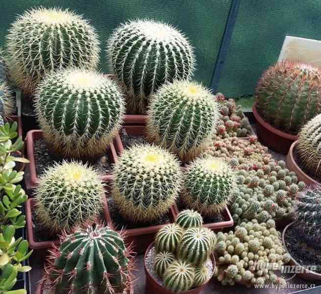 Kaktusy a sukulenty - levně rozprodám sbírku kaktusů - foto 4