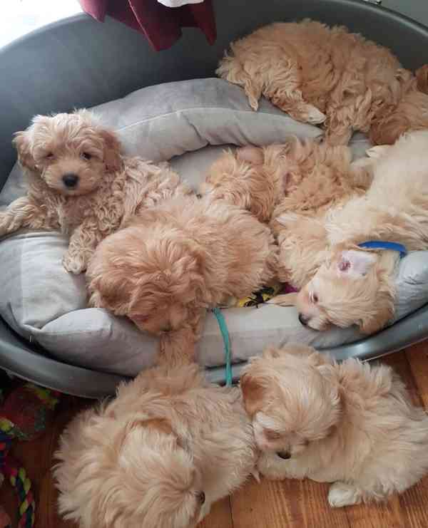 Krásná štěňátka pejska a fenky Maltipoo. - foto 1