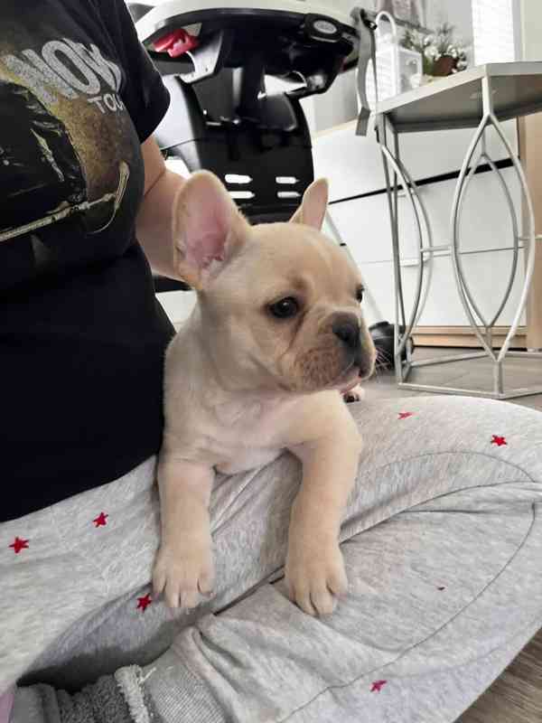 ŠTĚŇATA FRANCOUZSKÉHO BULDOGA - foto 2