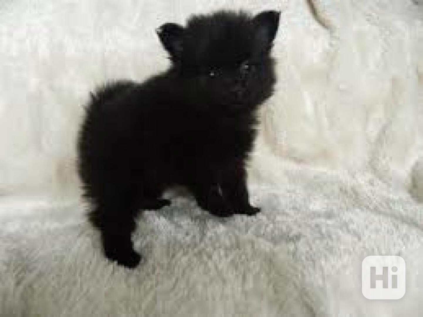 Černý pes a fenka Teacup Pomeranian štěňata na prodej Zdravá - foto 1