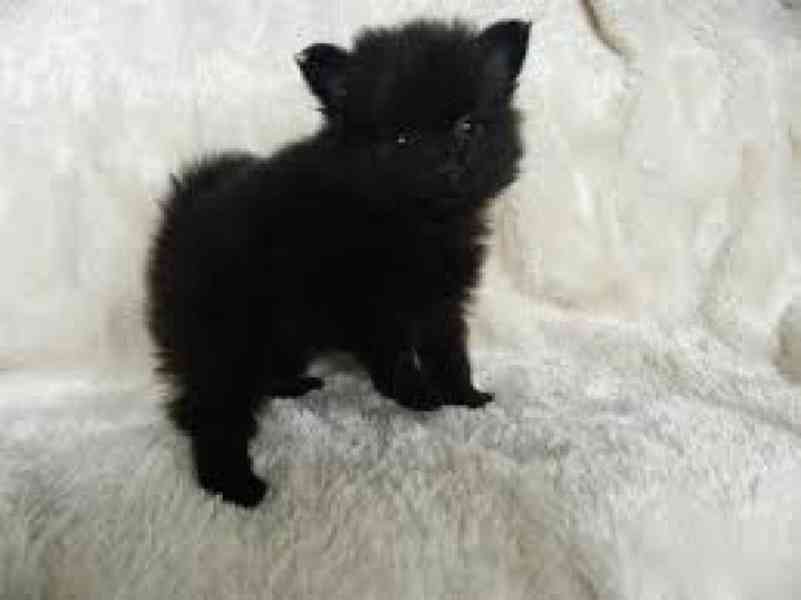Černý pes a fenka Teacup Pomeranian štěňata na prodej Zdravá - foto 1