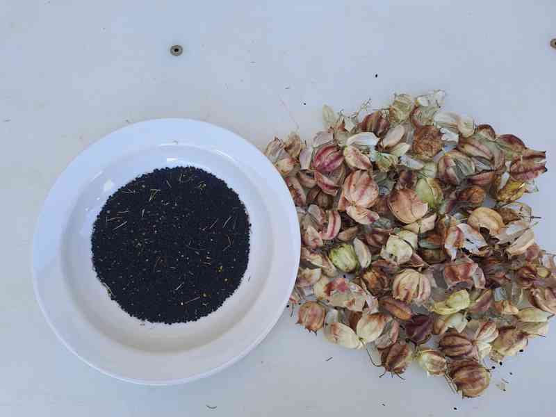 Černý kmín (aromatický) semínka 