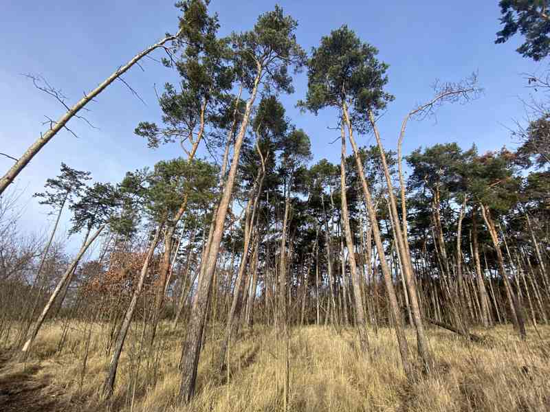 Lesní pozemek Kostelní Lhota - foto 5