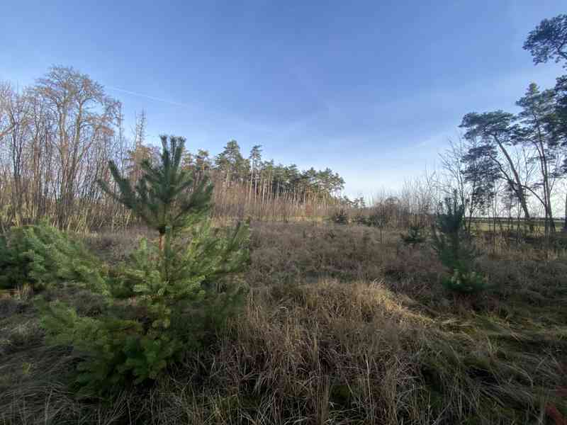 Lesní pozemek Kostelní Lhota - foto 8