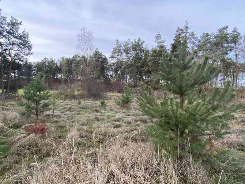 Lesní pozemek Kostelní Lhota - foto 2