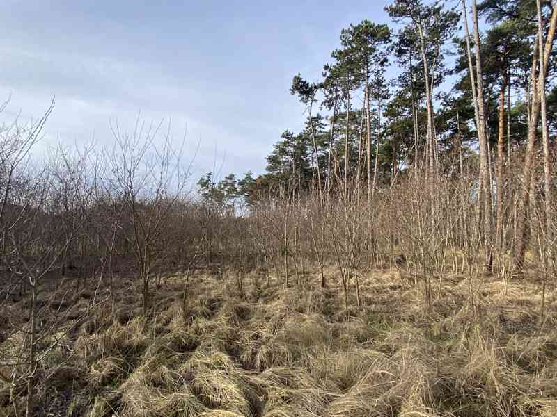Lesní pozemek Kostelní Lhota - foto 6