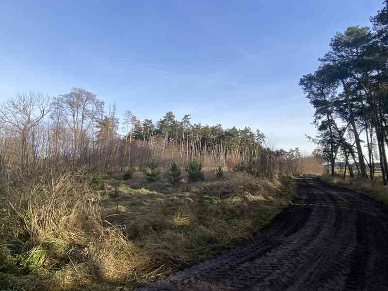 Lesní pozemek Kostelní Lhota - foto 3