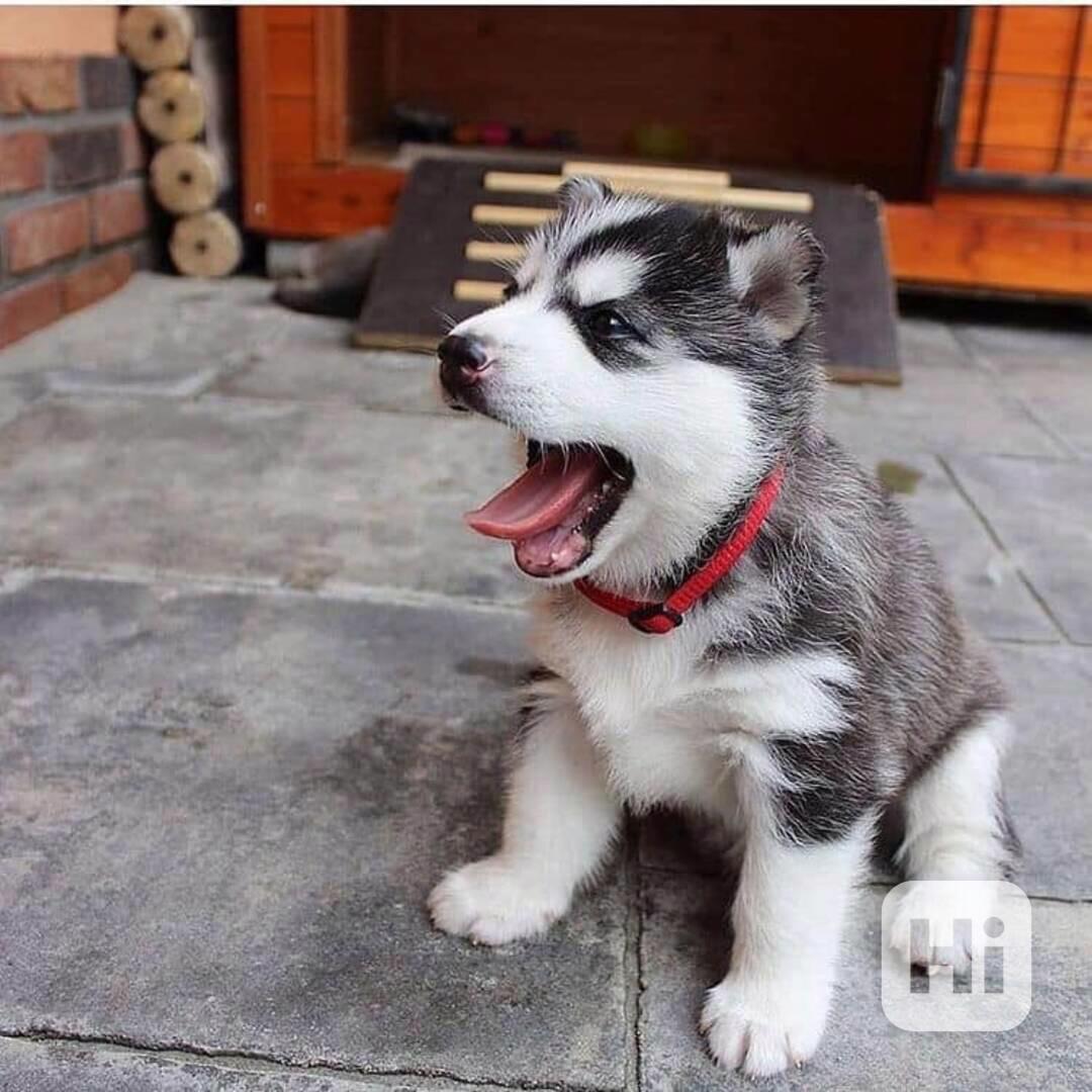 Štěňata HUSKY k adopci - foto 1