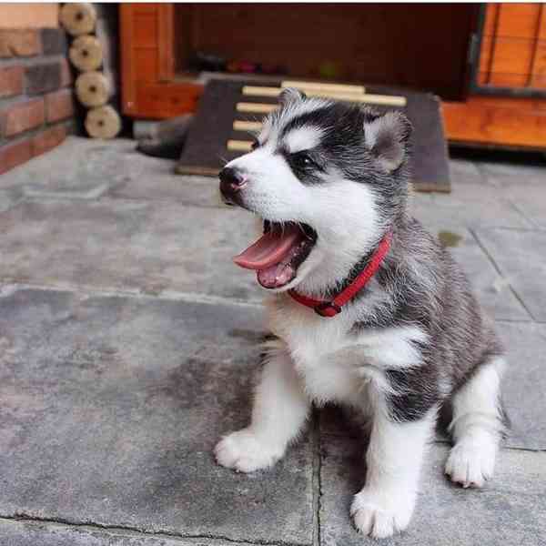 Štěňata HUSKY k adopci - foto 1