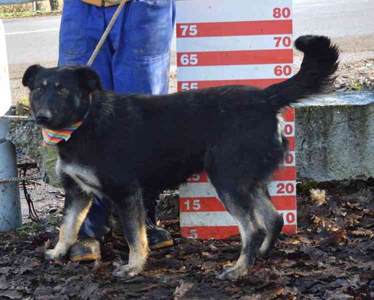 Donna - foto 4