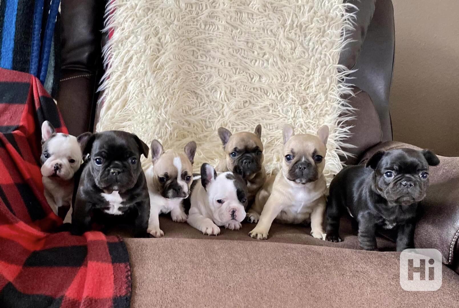 Plavý bretaňský baset je krátkonohé plemeno. Setkat se s ním - foto 1