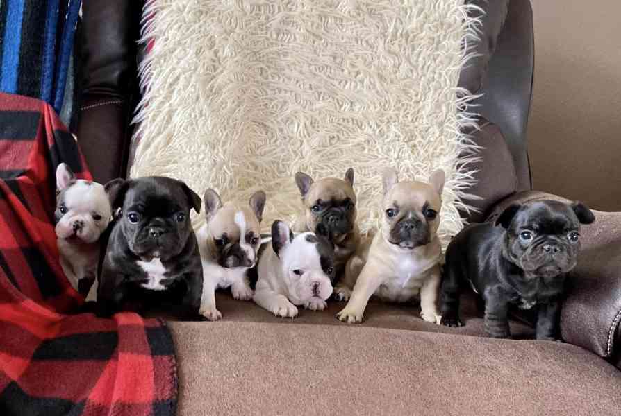 Plavý bretaňský baset je krátkonohé plemeno. Setkat se s ním - foto 1