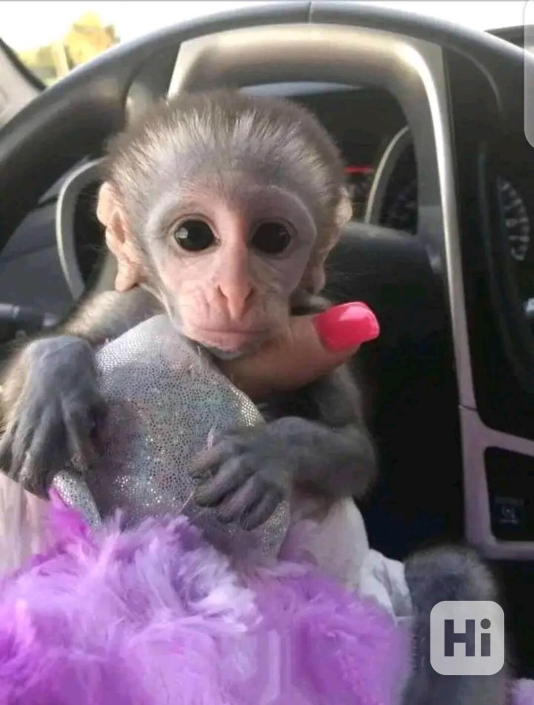  Kapucínští herci, kteří vás rozesmějí - foto 1