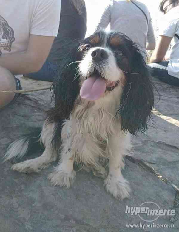 Pes ke krytí - Kavalír King Charles spaniel - foto 1