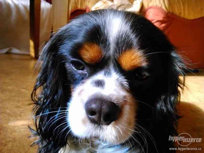 Pes ke krytí - Kavalír King Charles spaniel - foto 2