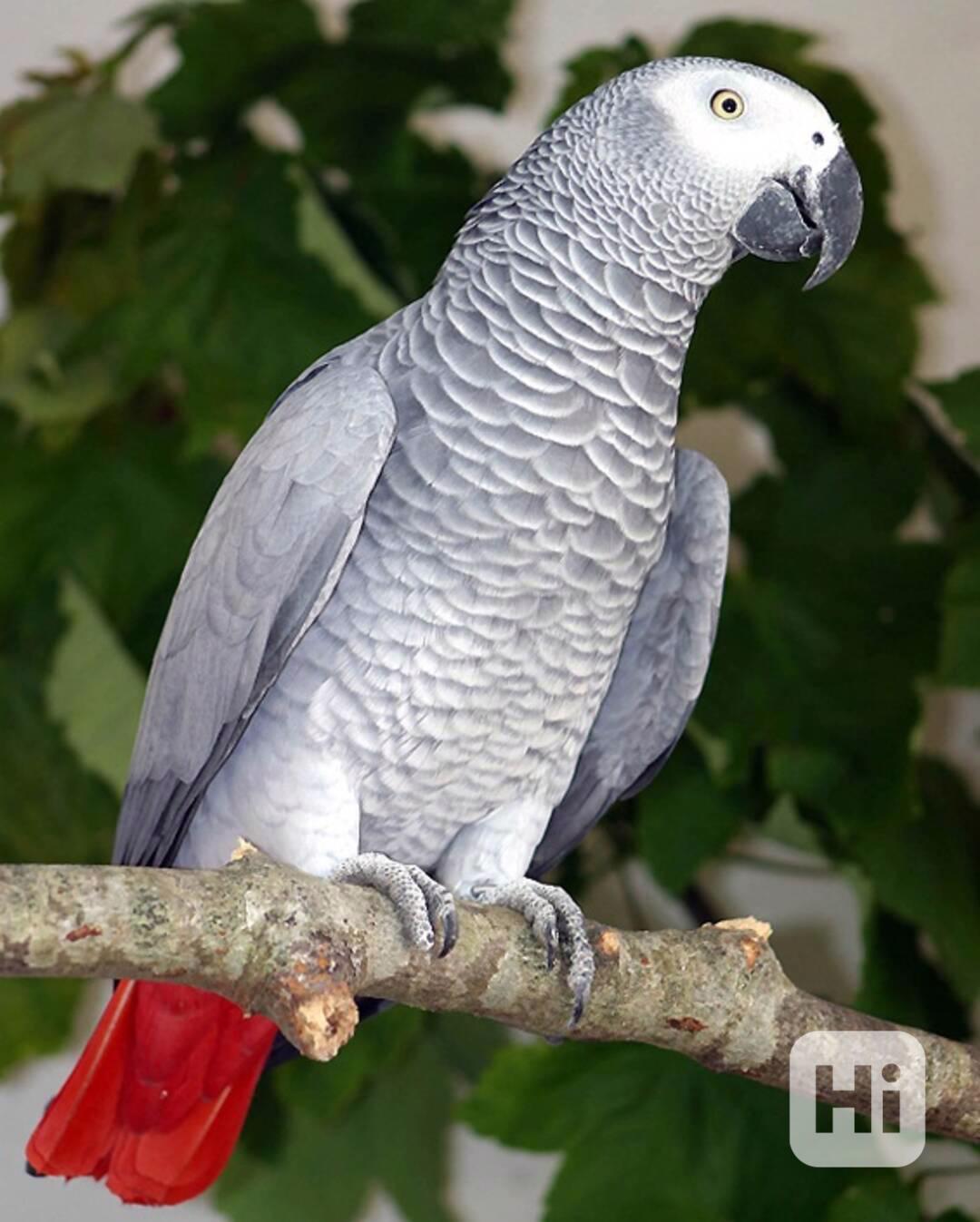 Prodám vynikající papoušky africké šedé  - foto 1