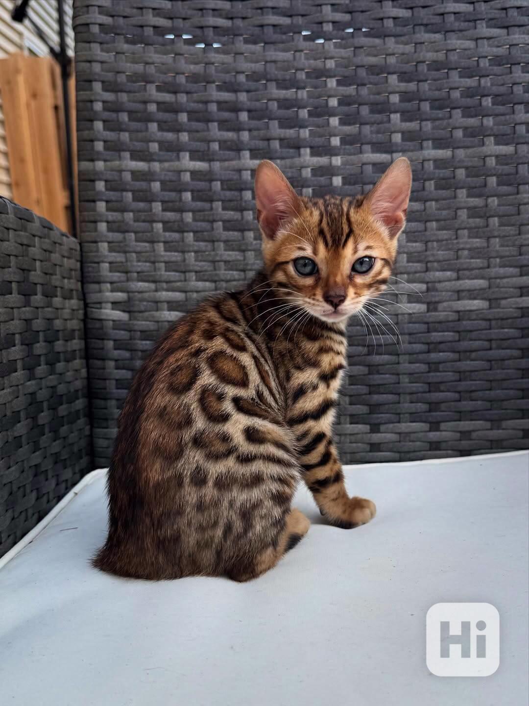 Krásné bengálské kotě k adopci v České republice 🐾 - foto 1