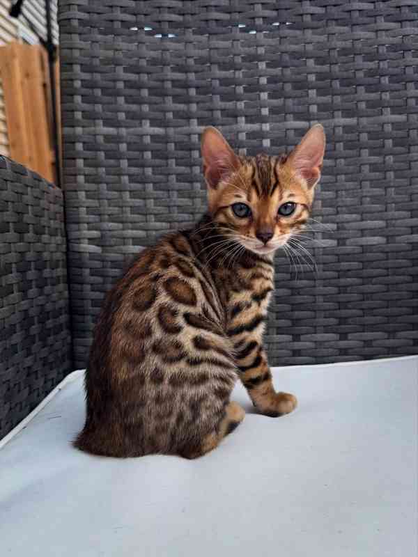 Krásné bengálské kotě k adopci v České republice 🐾