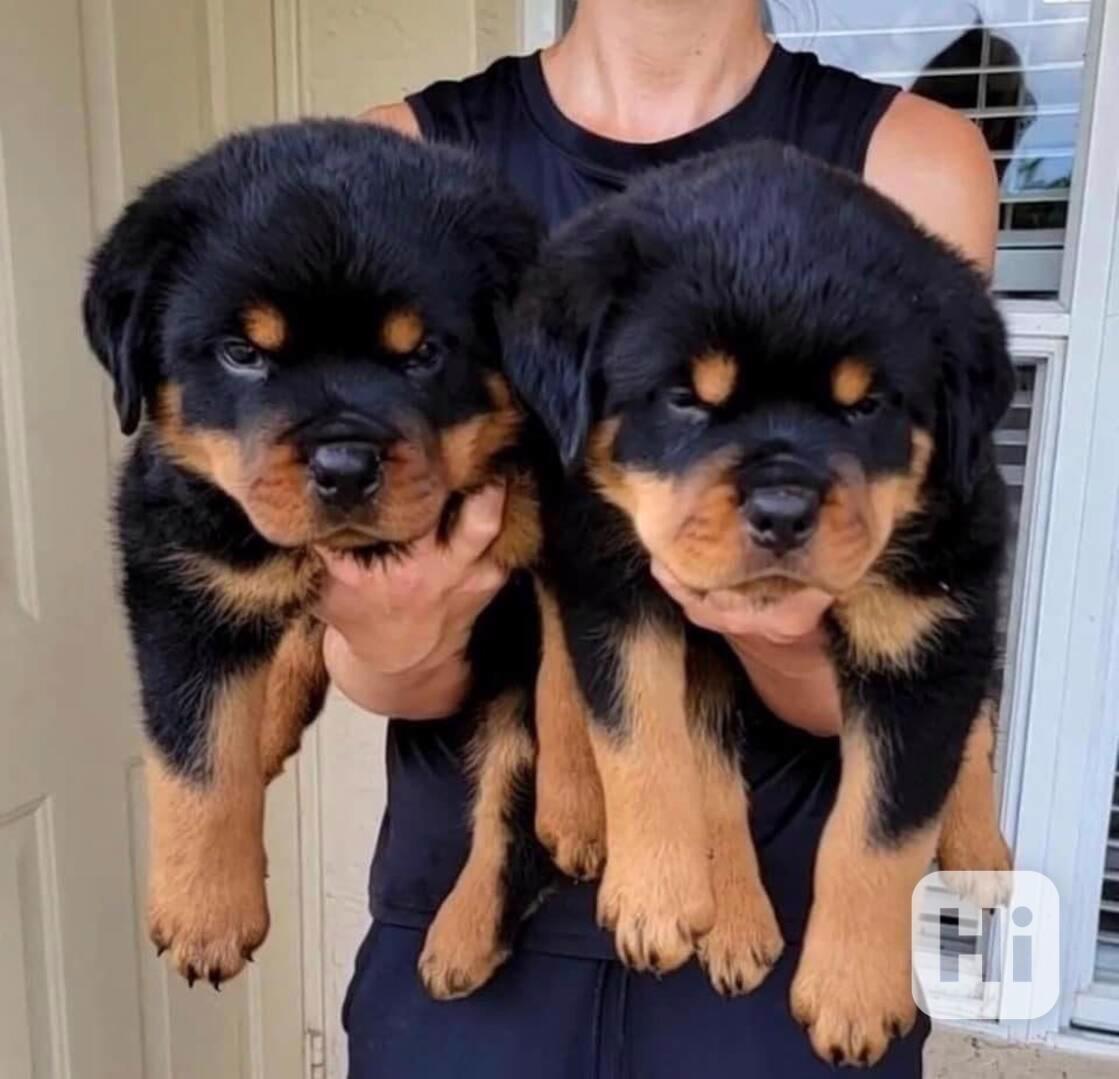  Dárek štěňata rotvajlera k adopci zdarma  - foto 1