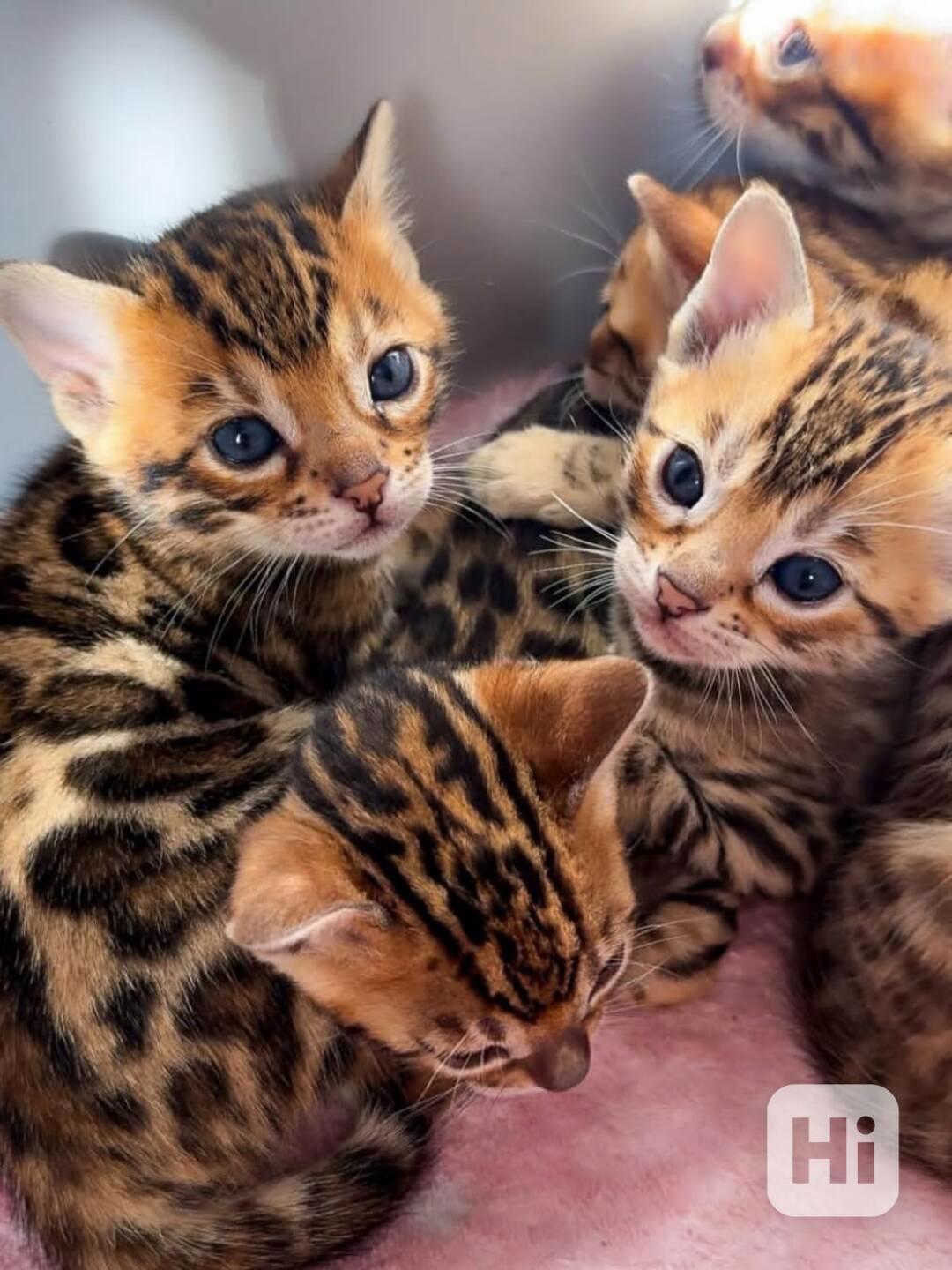 Rozkošná bengálská koťátka 🐾 - foto 1