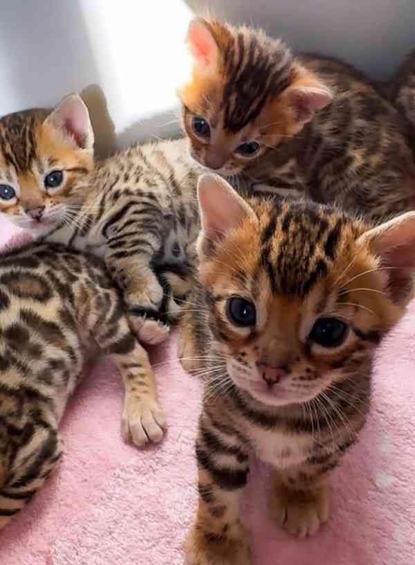 Rozkošná bengálská koťátka 🐾 - foto 3
