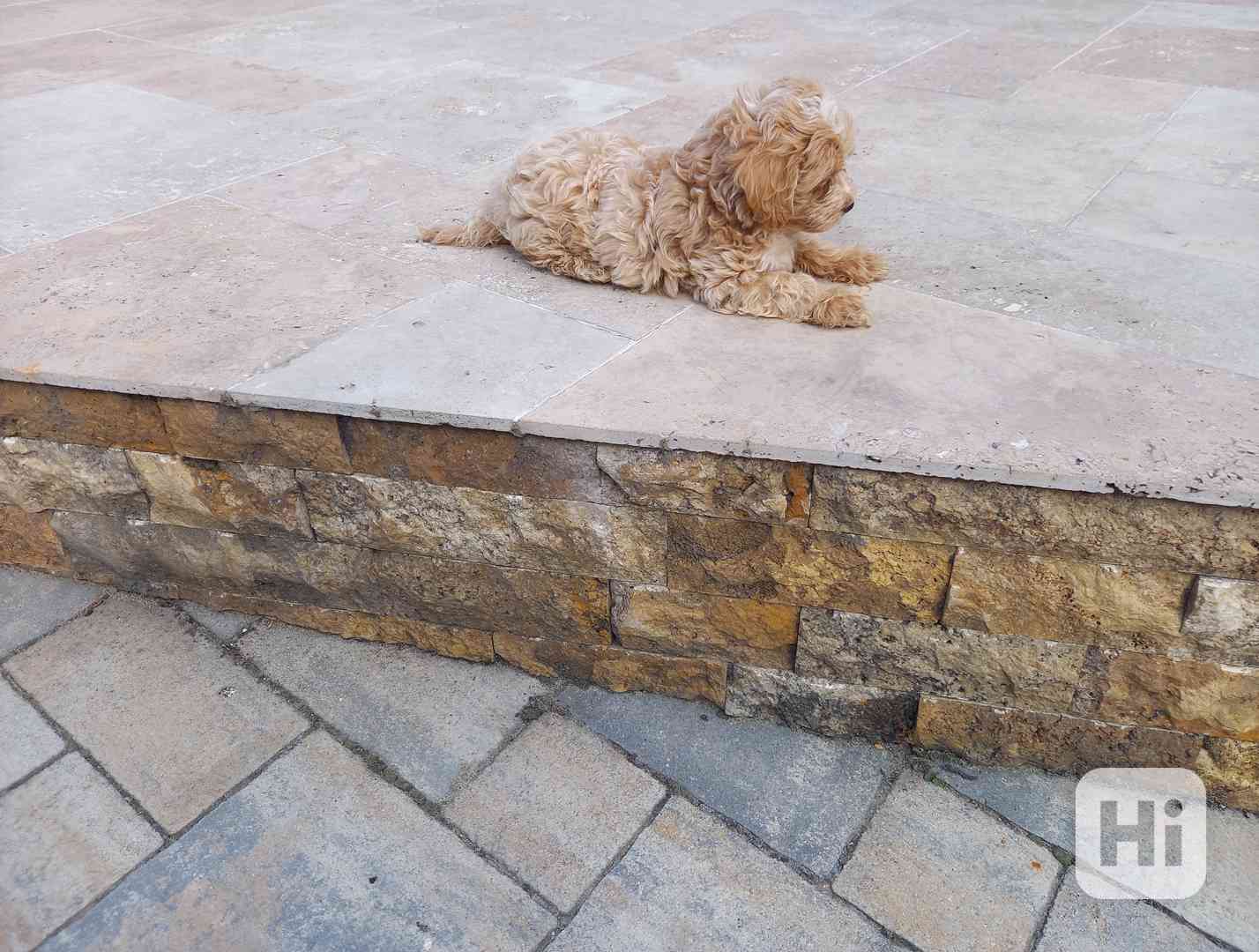 Maltipoo psík - foto 1