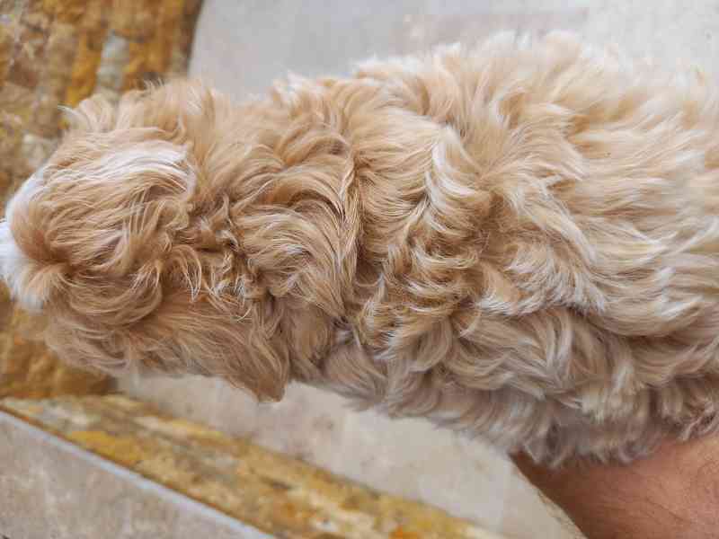Maltipoo psík - foto 4