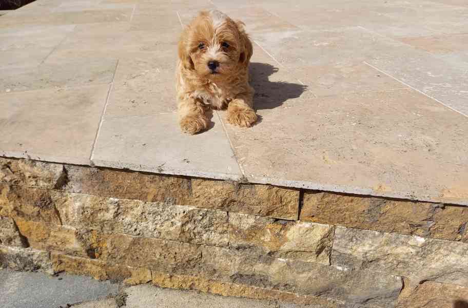 Maltipoo psík - foto 3