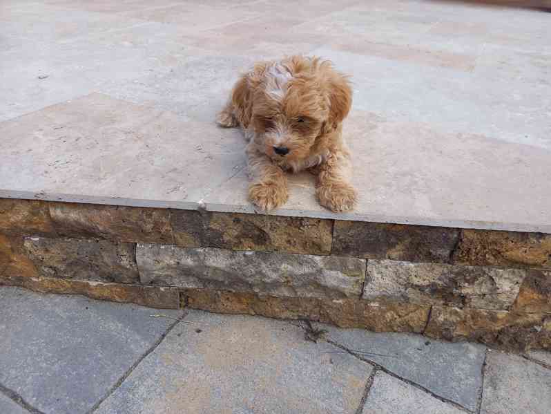 Maltipoo psík - foto 2