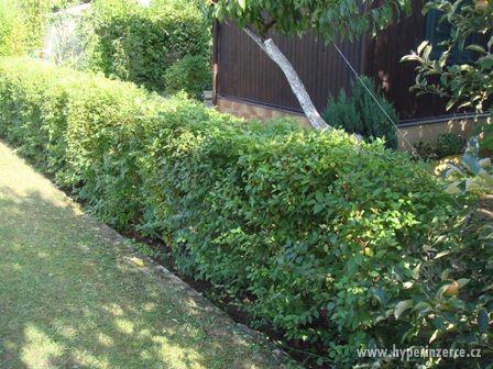 AKCE: Kouzelný (zázračný) živý plot - bezkonkurenční cena! - foto 2