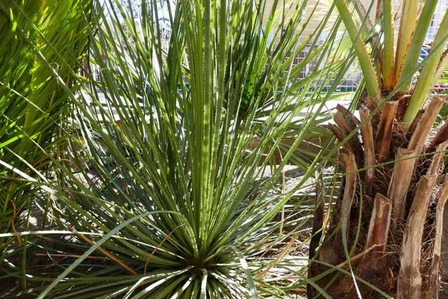 Dasyrilion + Yucca - foto 6